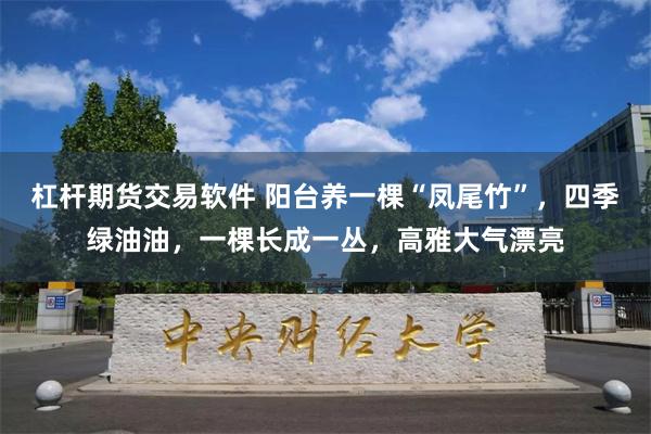 杠杆期货交易软件 阳台养一棵“凤尾竹”，四季绿油油，一棵长成一丛，高雅大气漂亮